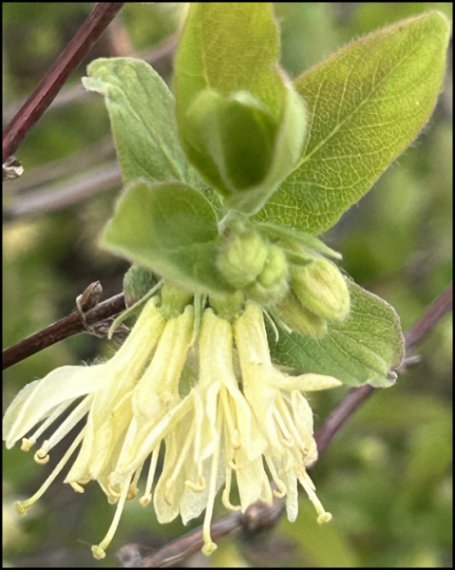 blooms