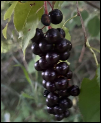 CHOKECHERRIES