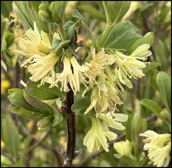 blooms