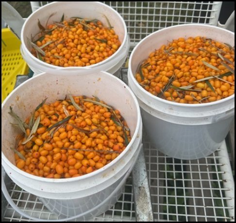 3pails