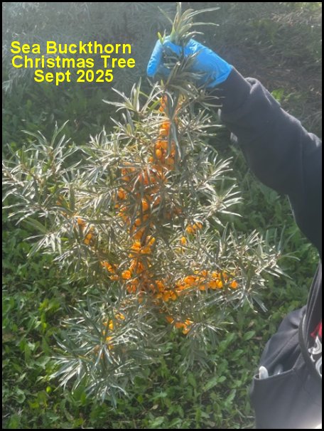 xmastree