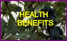 health
                        benefits